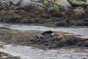 34 Robben am kühlen Strand auf Harris